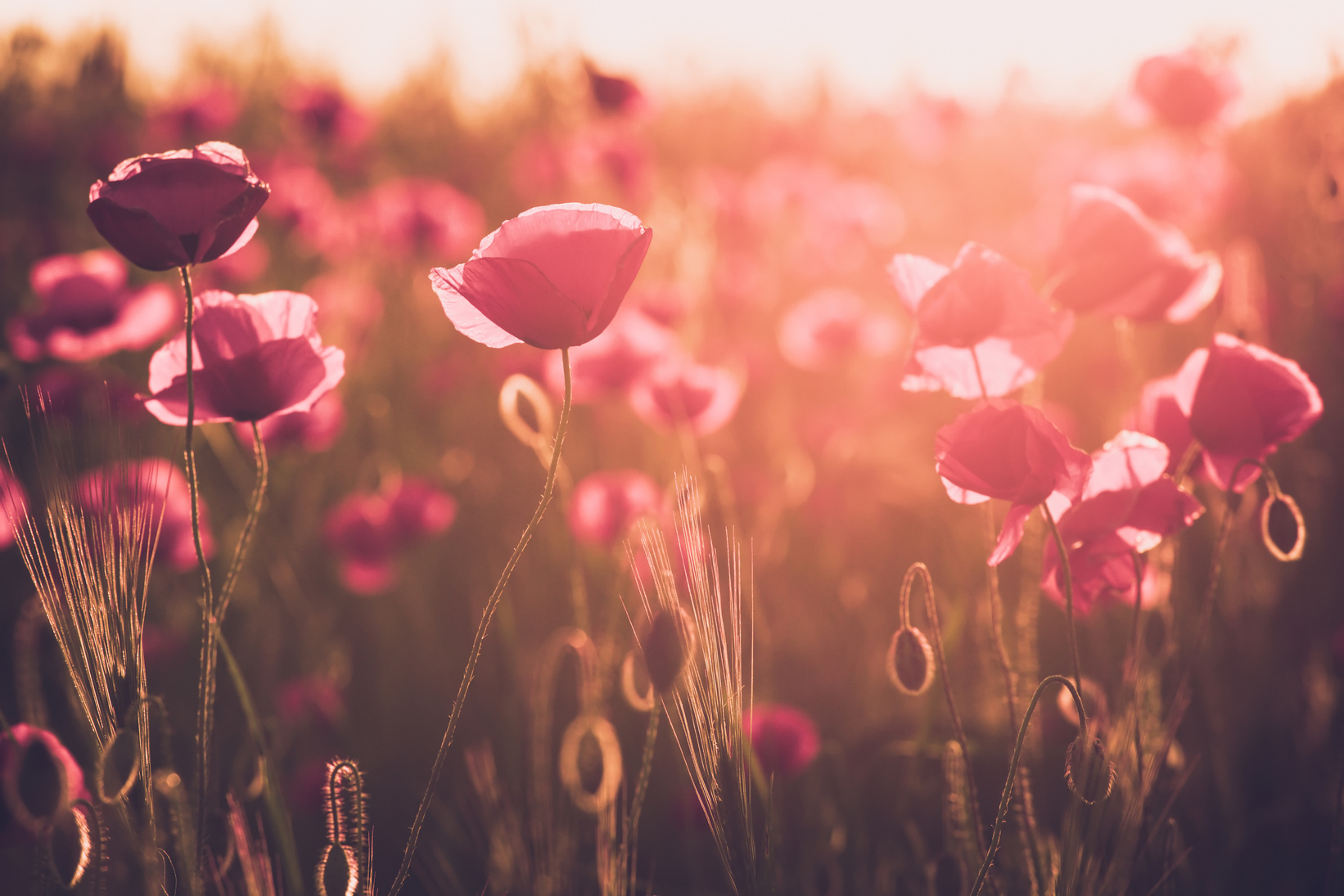 Sun Shines on Flowers